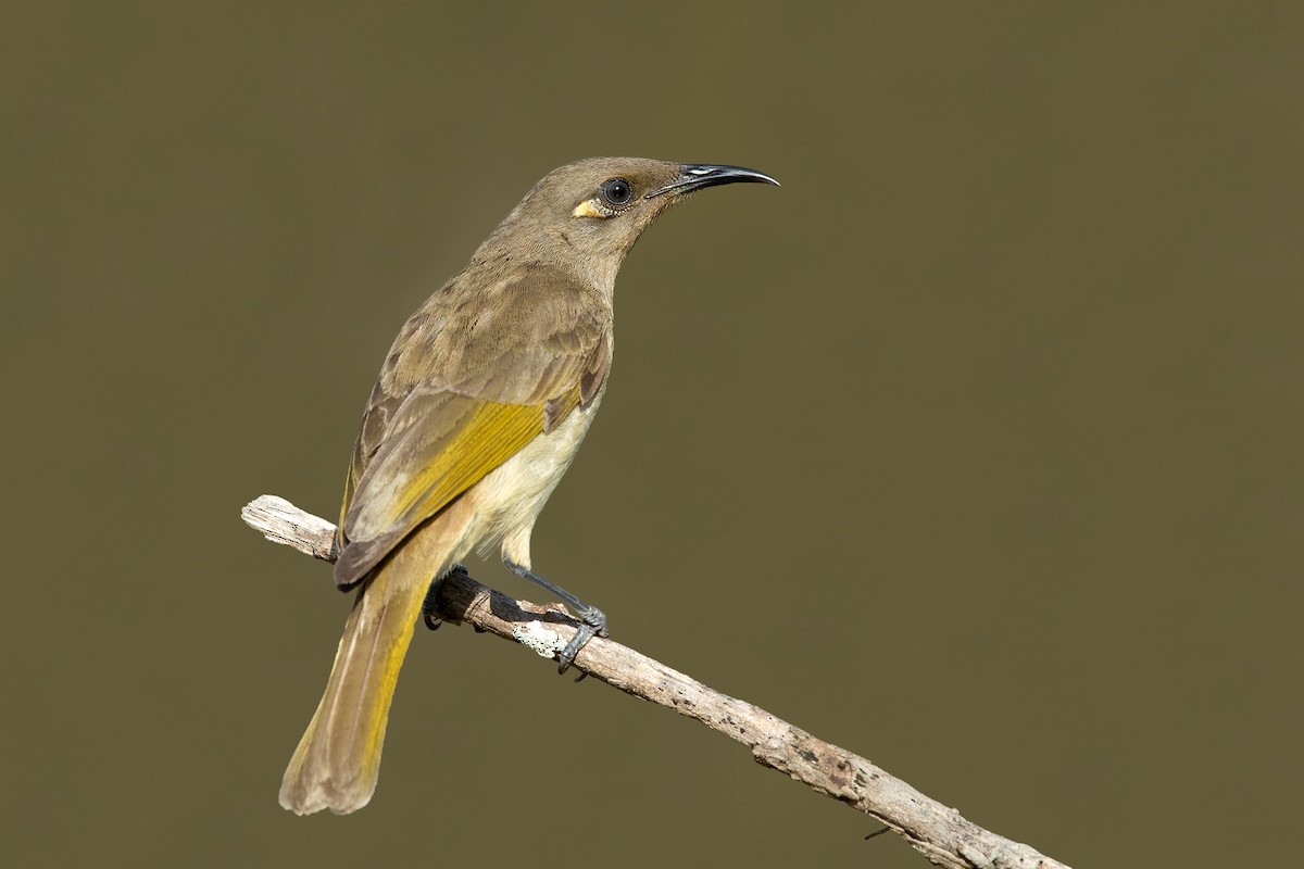 Brown Honeyeater - ML376496681