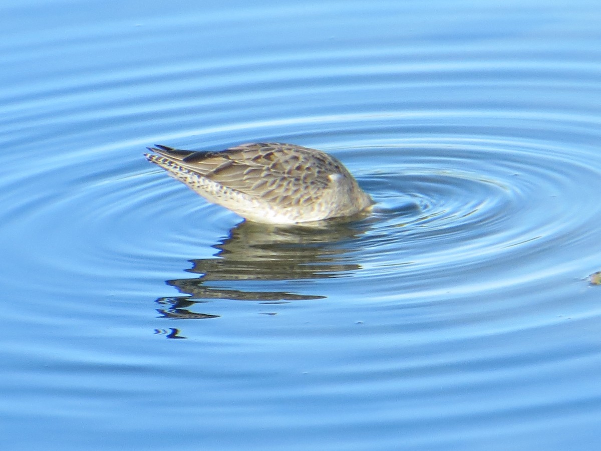 Long-billed Dowitcher - ML376498331