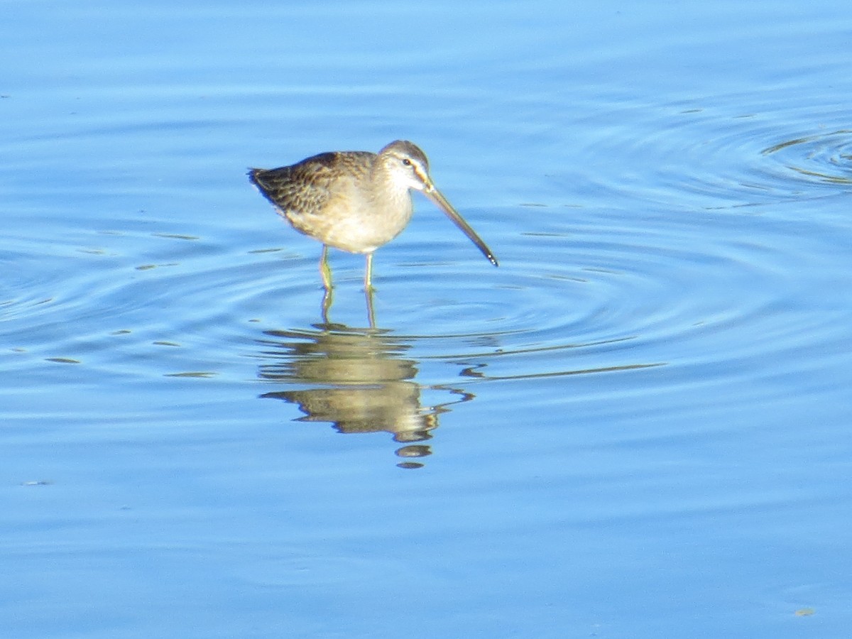 Long-billed Dowitcher - ML376498341