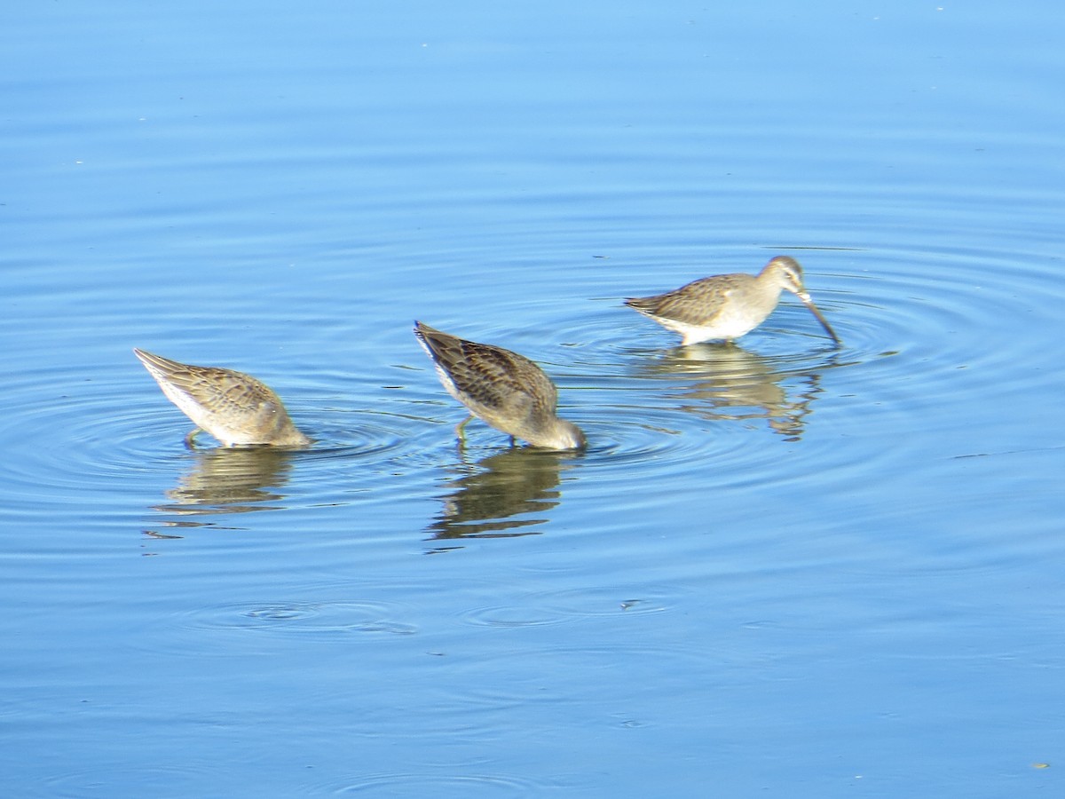 Long-billed Dowitcher - ML376498351