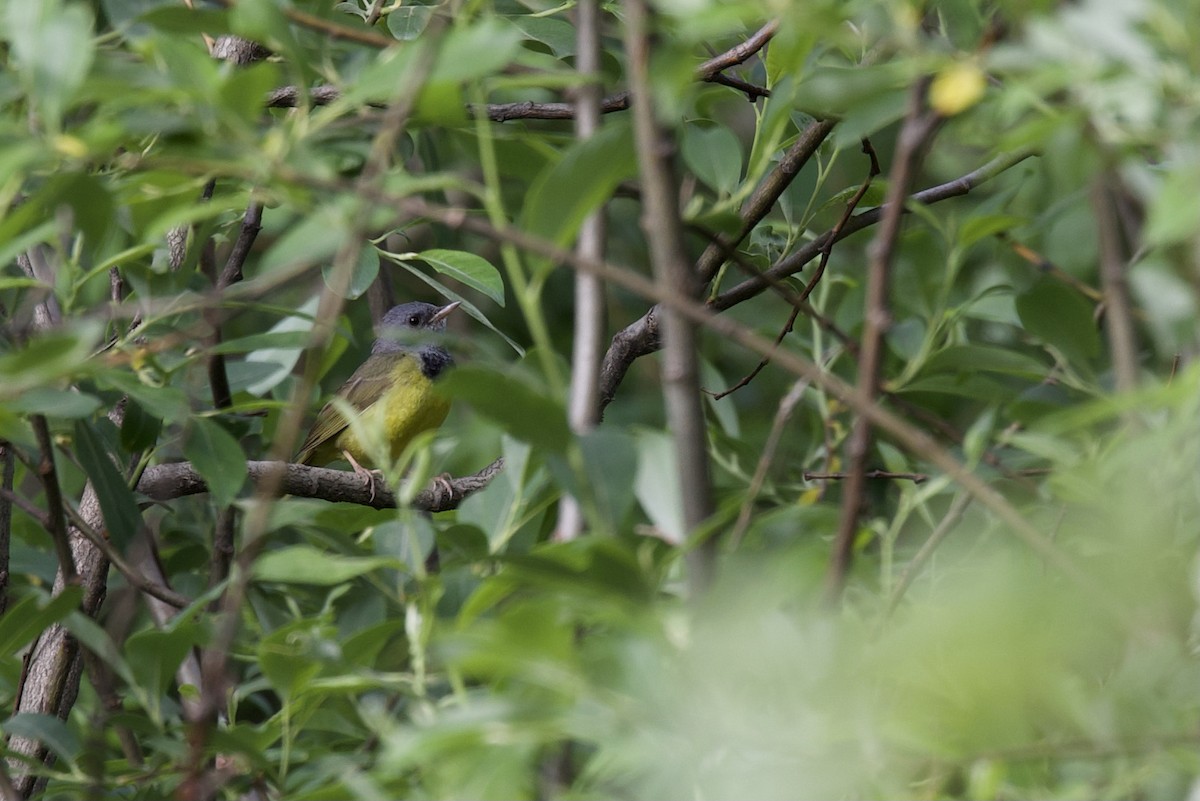 Mourning Warbler - ML376500271