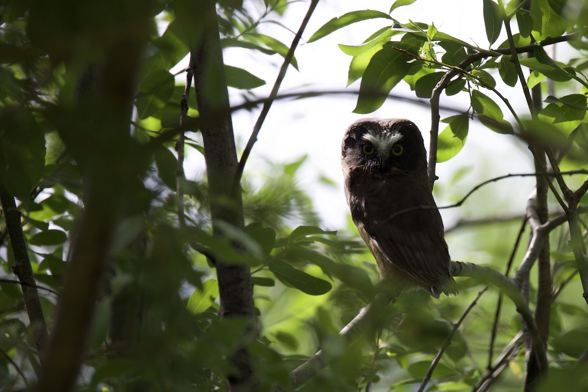 Northern Saw-whet Owl - Kathryn Milligan