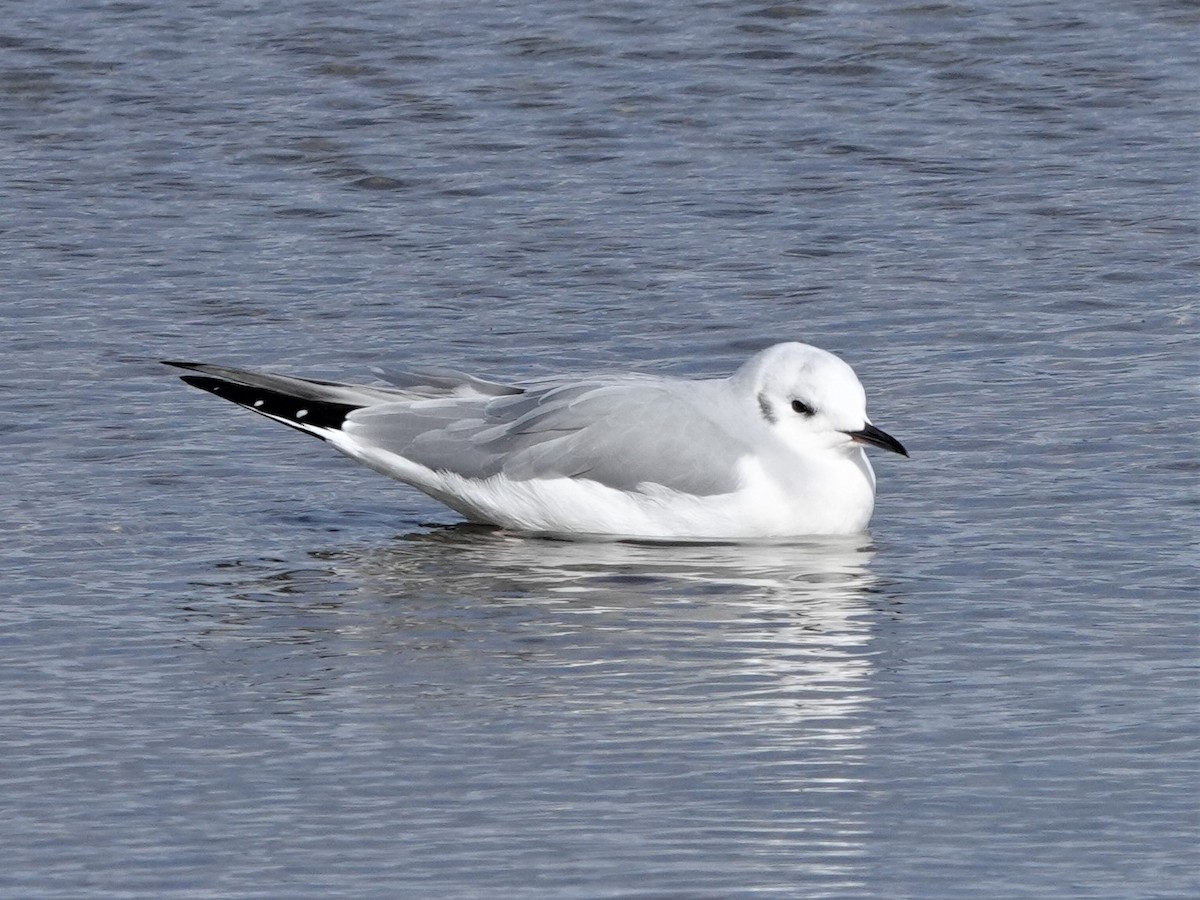 Bonaparte's Gull - ML376501291