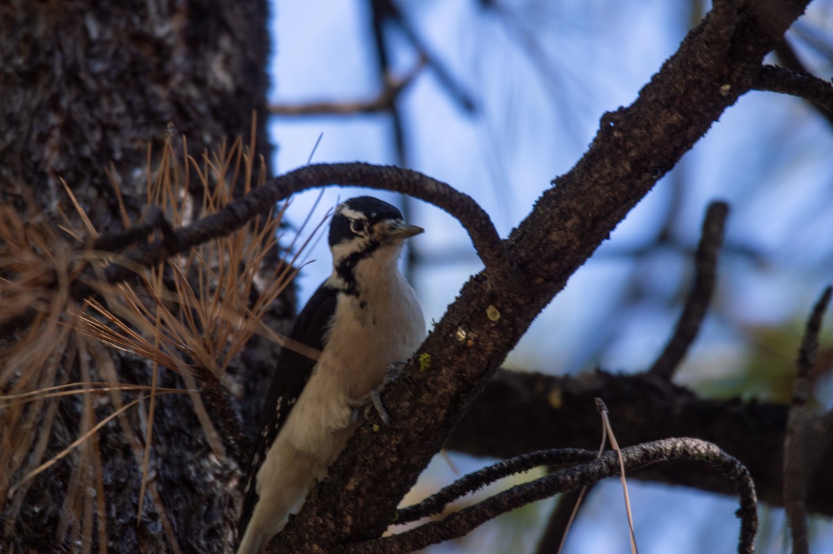 Hairy Woodpecker - Joe Tuvell