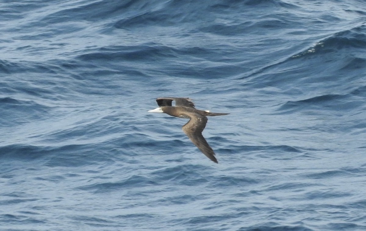 Brown Booby - ML37650171