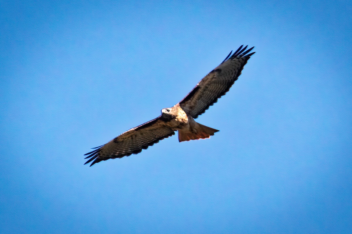 Red-tailed Hawk - ML376501821
