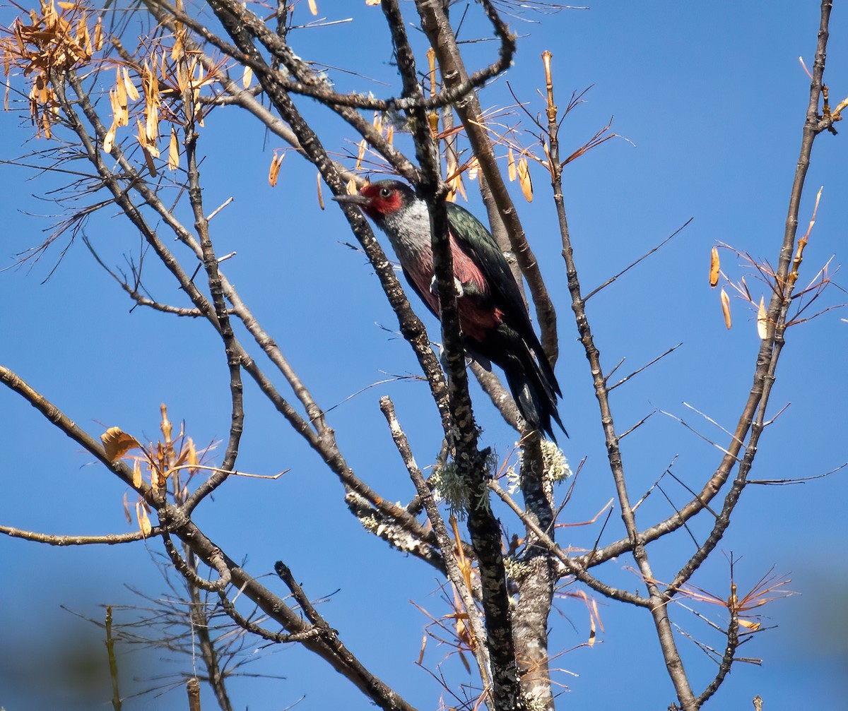 Lewis's Woodpecker - ML376501881