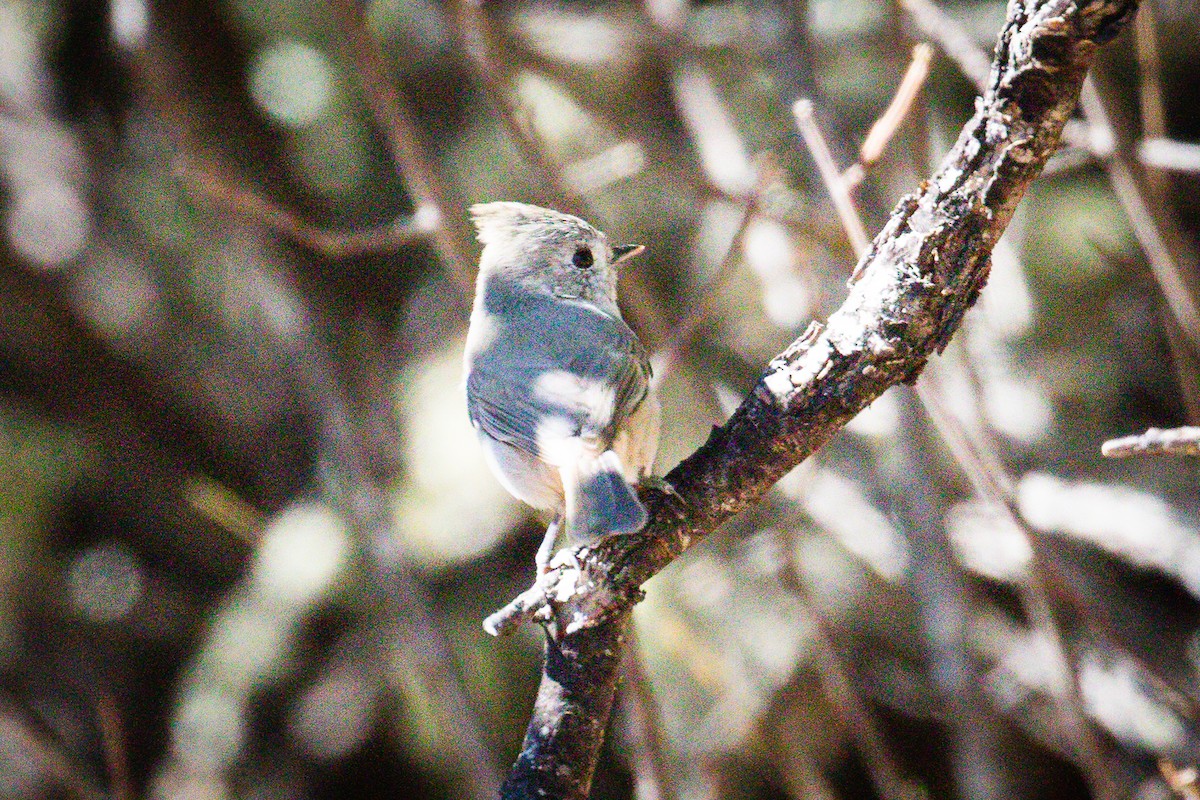 Oak Titmouse - ML376501971