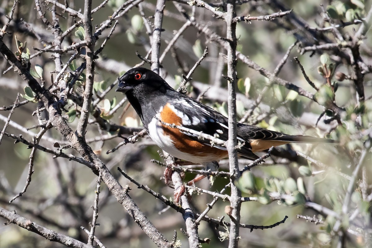 Spotted Towhee - ML376502081