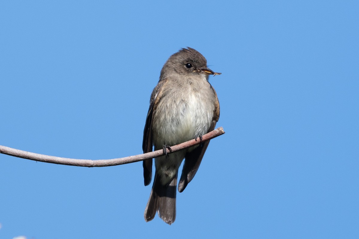 Western Wood-Pewee - ML376502131