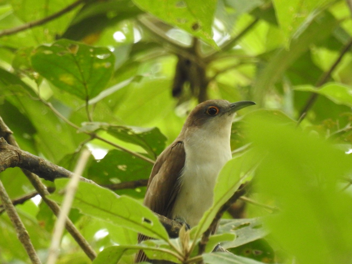 Black-billed Cuckoo - ML37650231