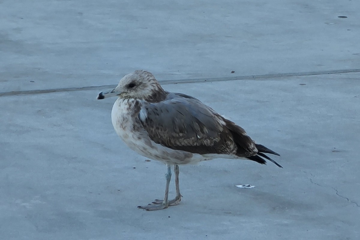 California Gull - ML376503091