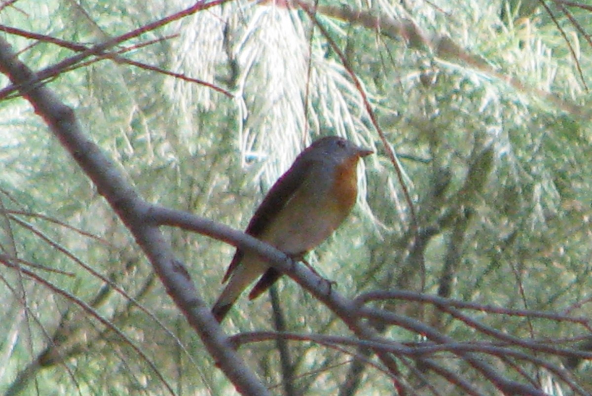 Red-breasted Flycatcher - ML376503171