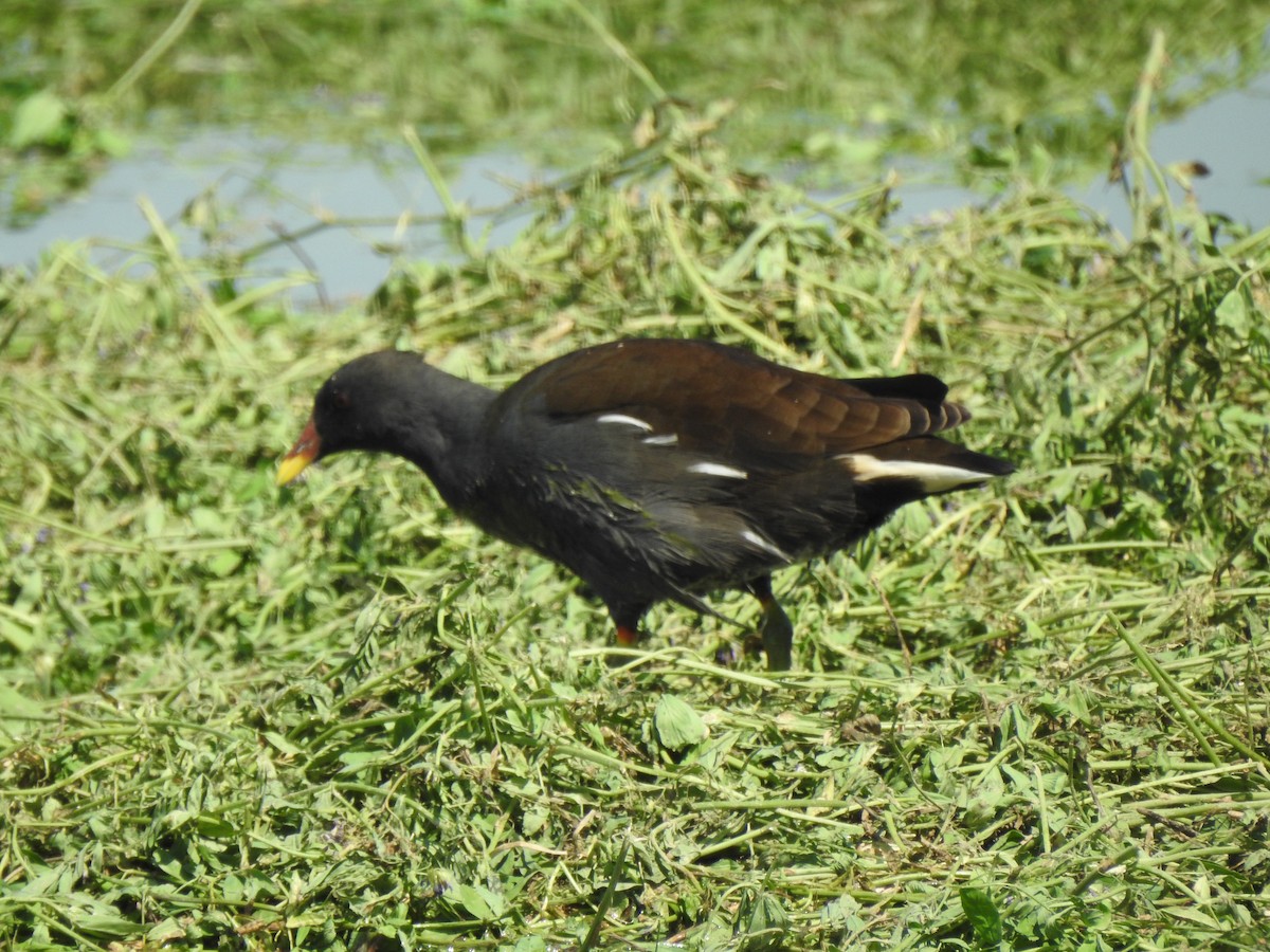 Eurasian Moorhen - ML376503331