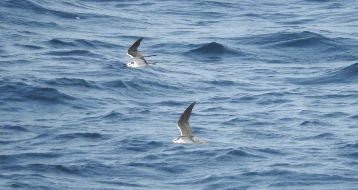 Bridled Tern - ML37650391