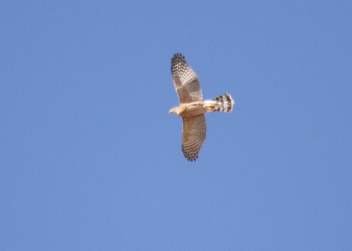 Cooper's Hawk - ML376505511