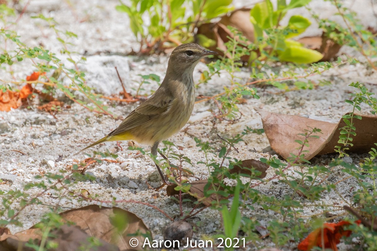 Palm Warbler - ML376505861