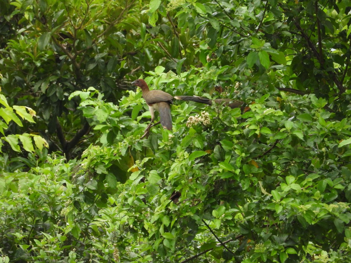 Chestnut-winged Chachalaca - Freddy Jaraba Aldana