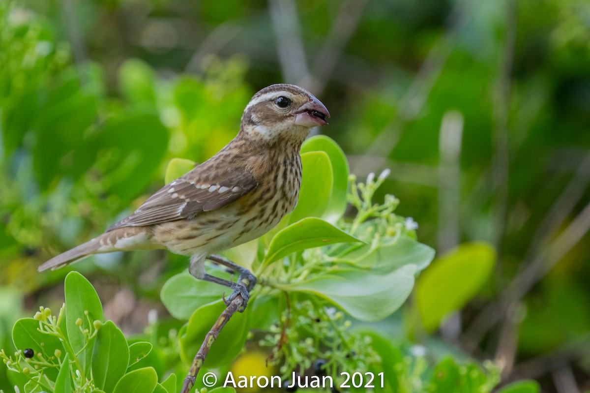 Rose-breasted Grosbeak - Aaron Juan