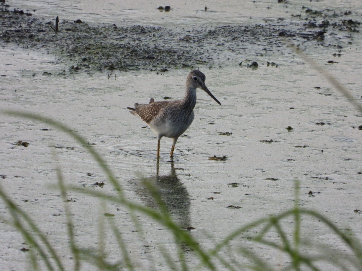 Solitary Sandpiper - ML376506841