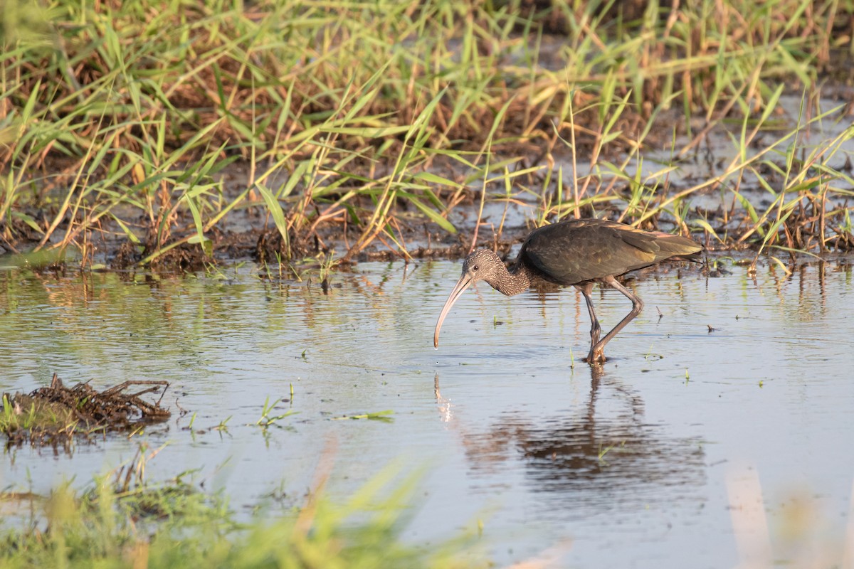 Glossy Ibis - ML376506921