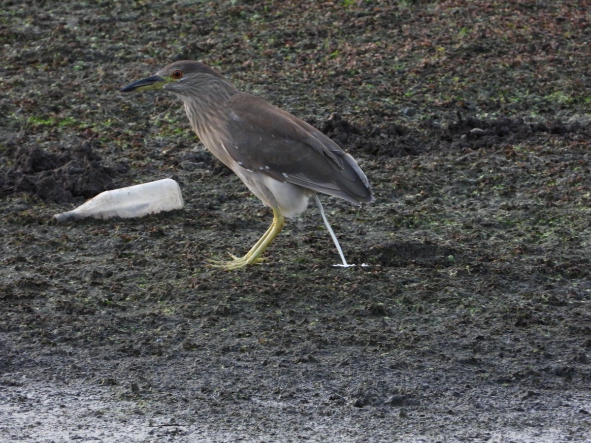 Black-crowned Night Heron - ML376507391