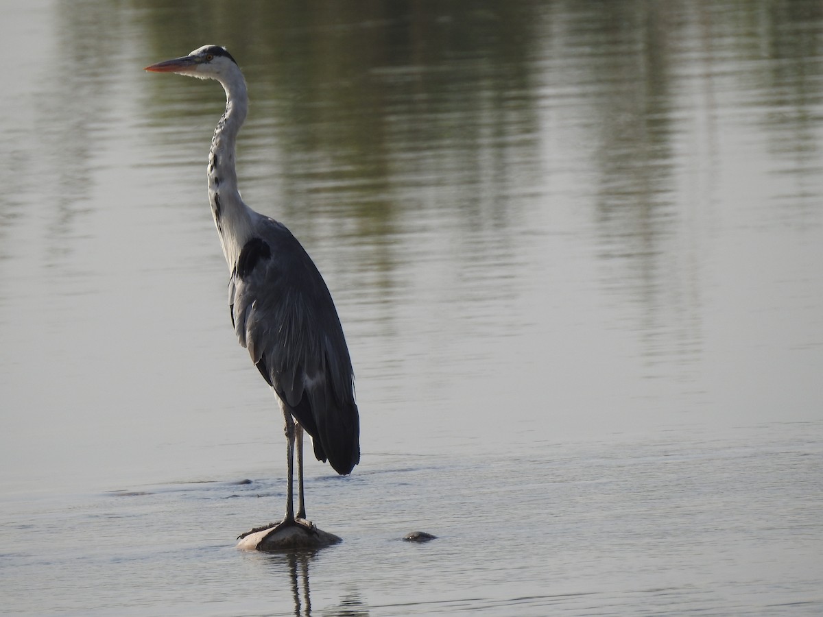 Gray Heron - ML376507571