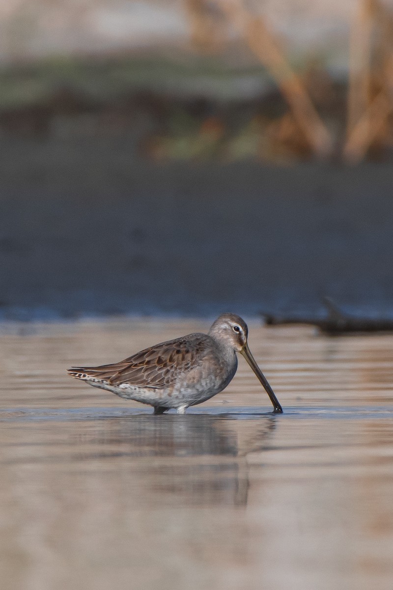 Long-billed Dowitcher - ML376507581
