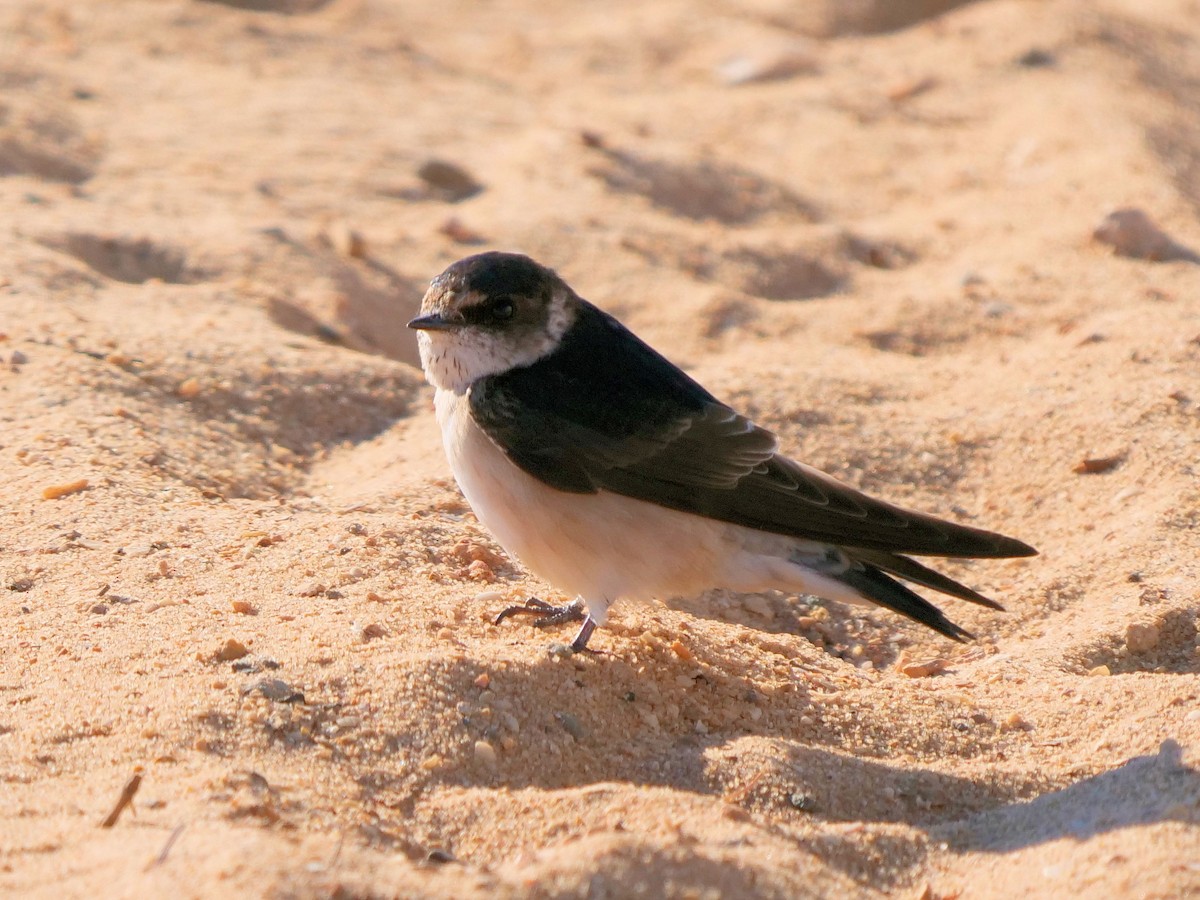 Golondrina Arborícola - ML376508411