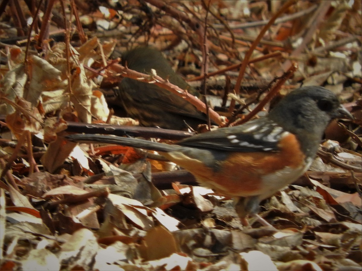 Spotted Towhee - Denise & David Hamilton