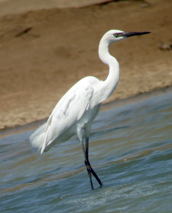 Reddish Egret - ML37650931