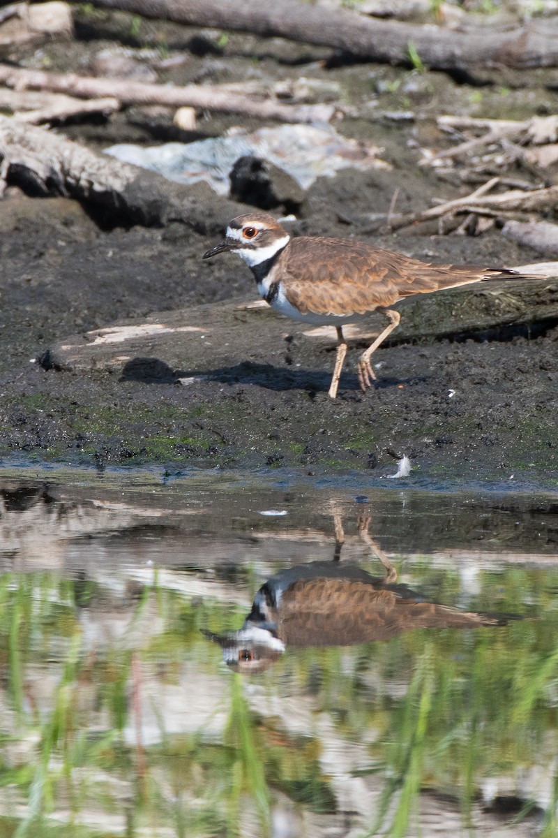 Killdeer - ML376510241