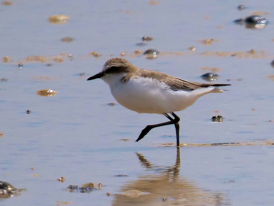 Red-capped Plover - ML376512131