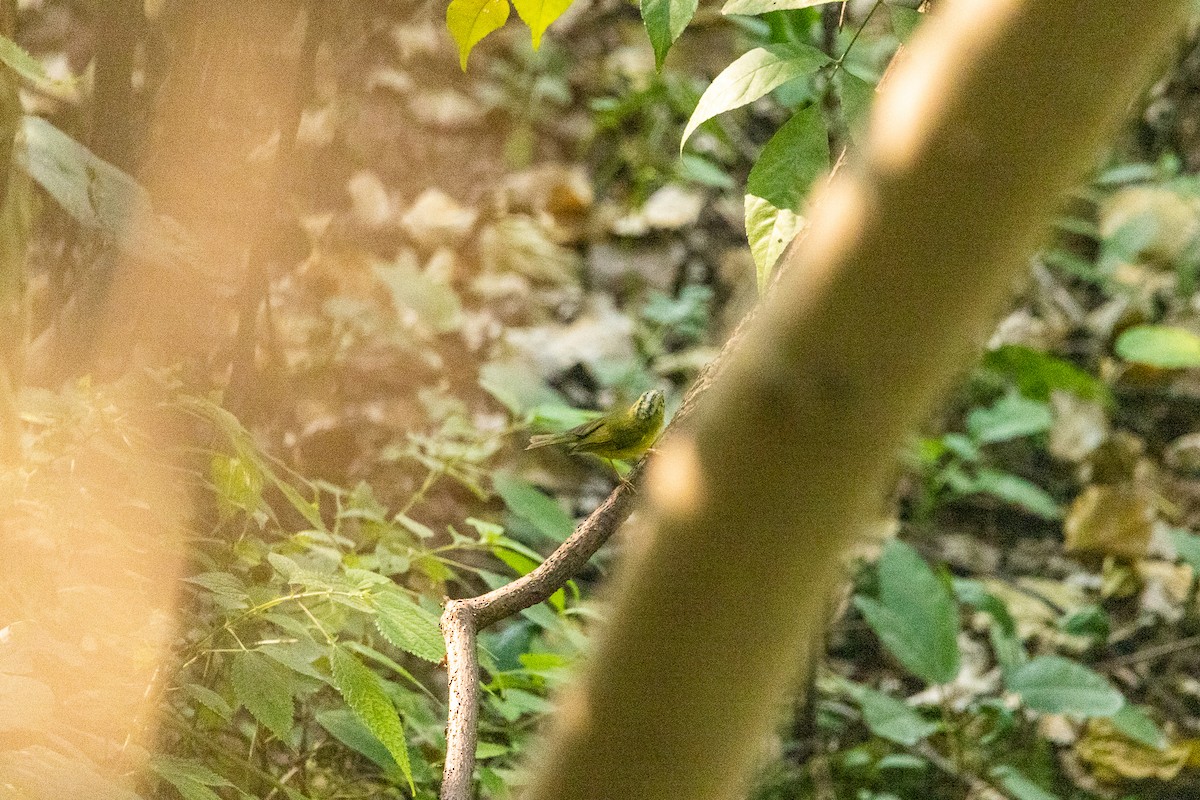 Alström's Warbler - ML376513271