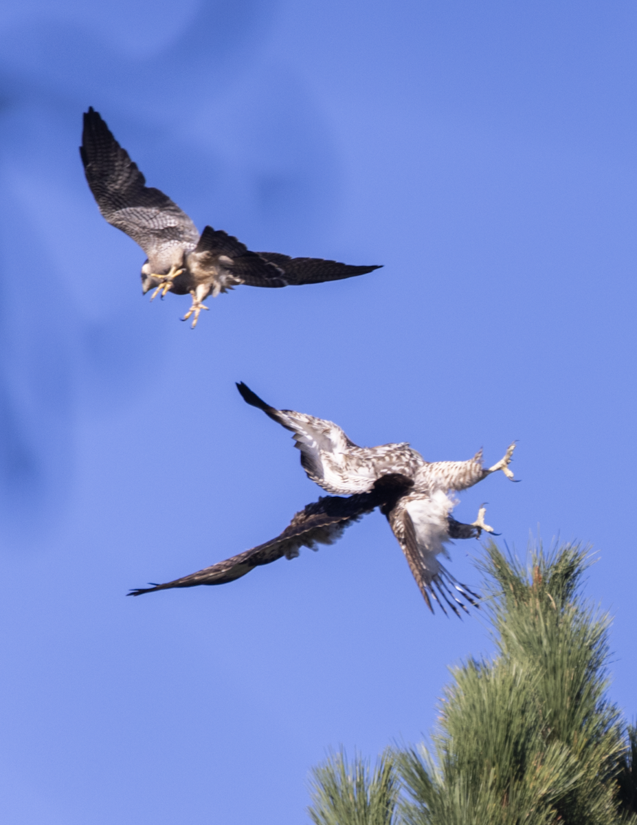 Red-tailed Hawk - ML376513291