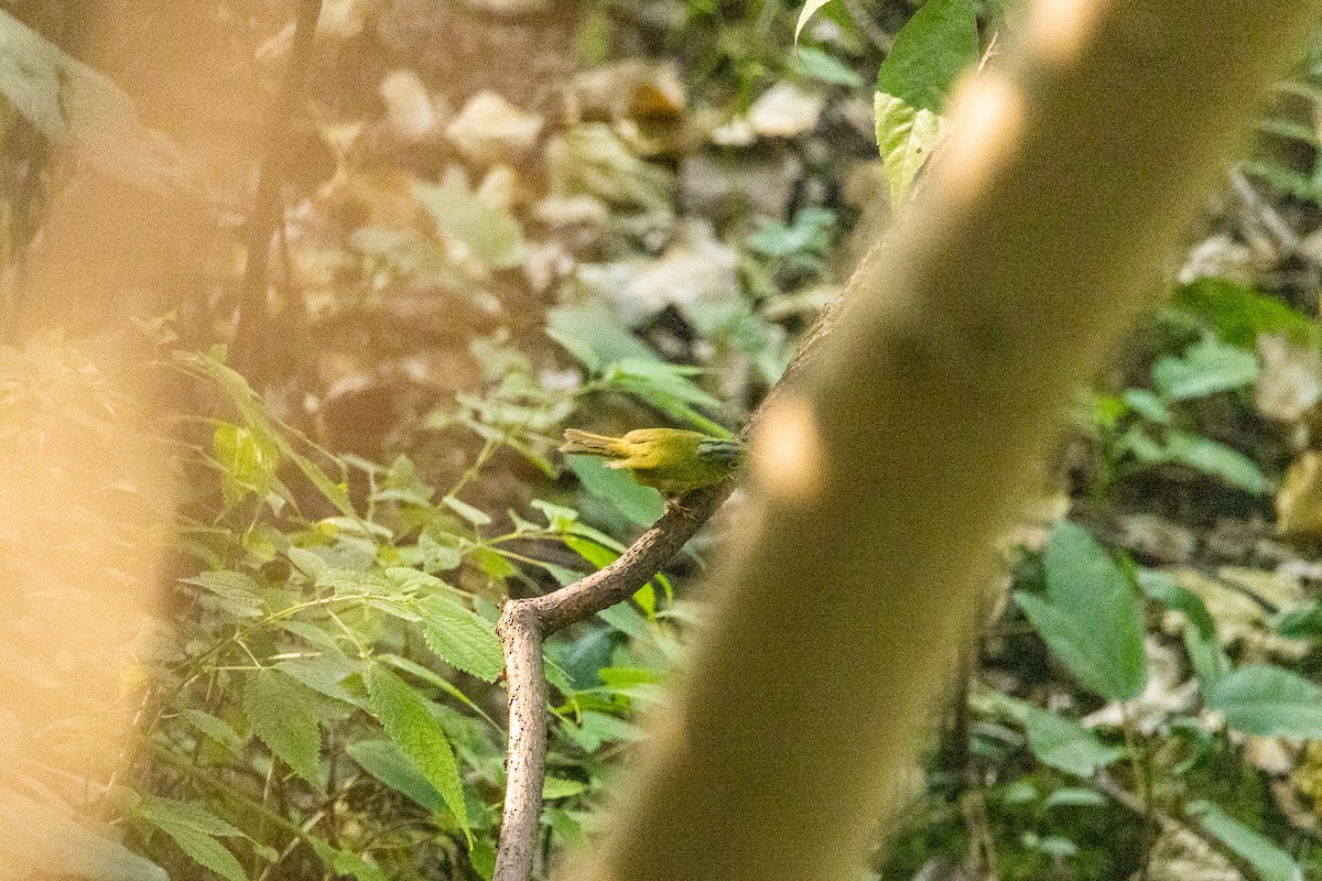 Alström's Warbler - ML376513301