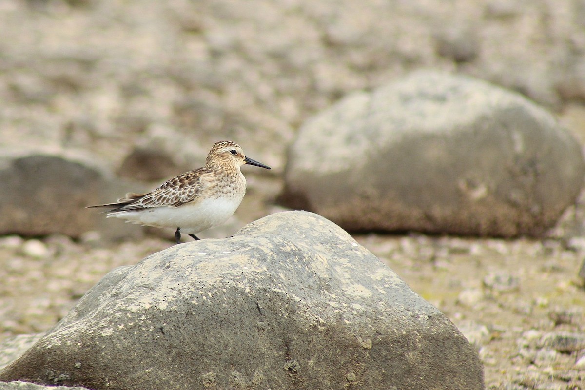 Baird's Sandpiper - ML376513461