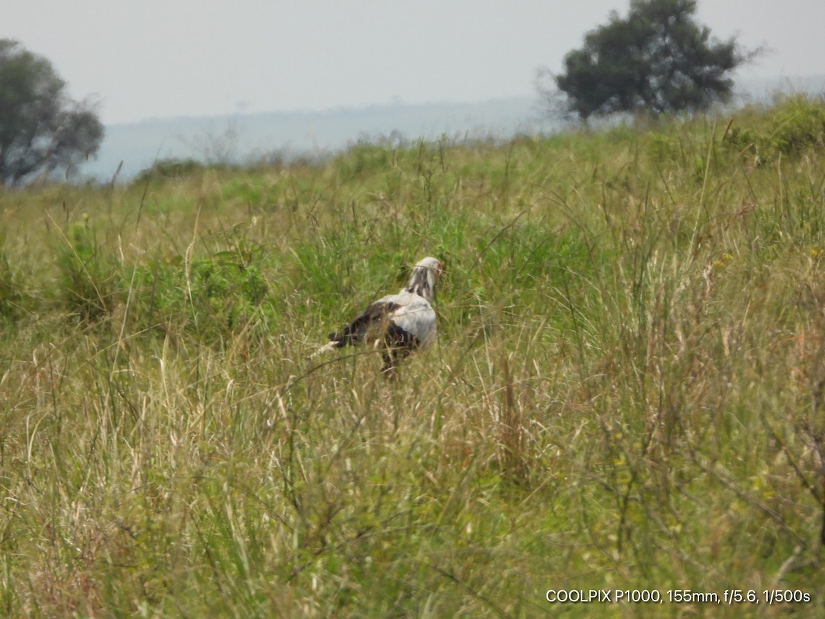 Secretarybird - ML376514681