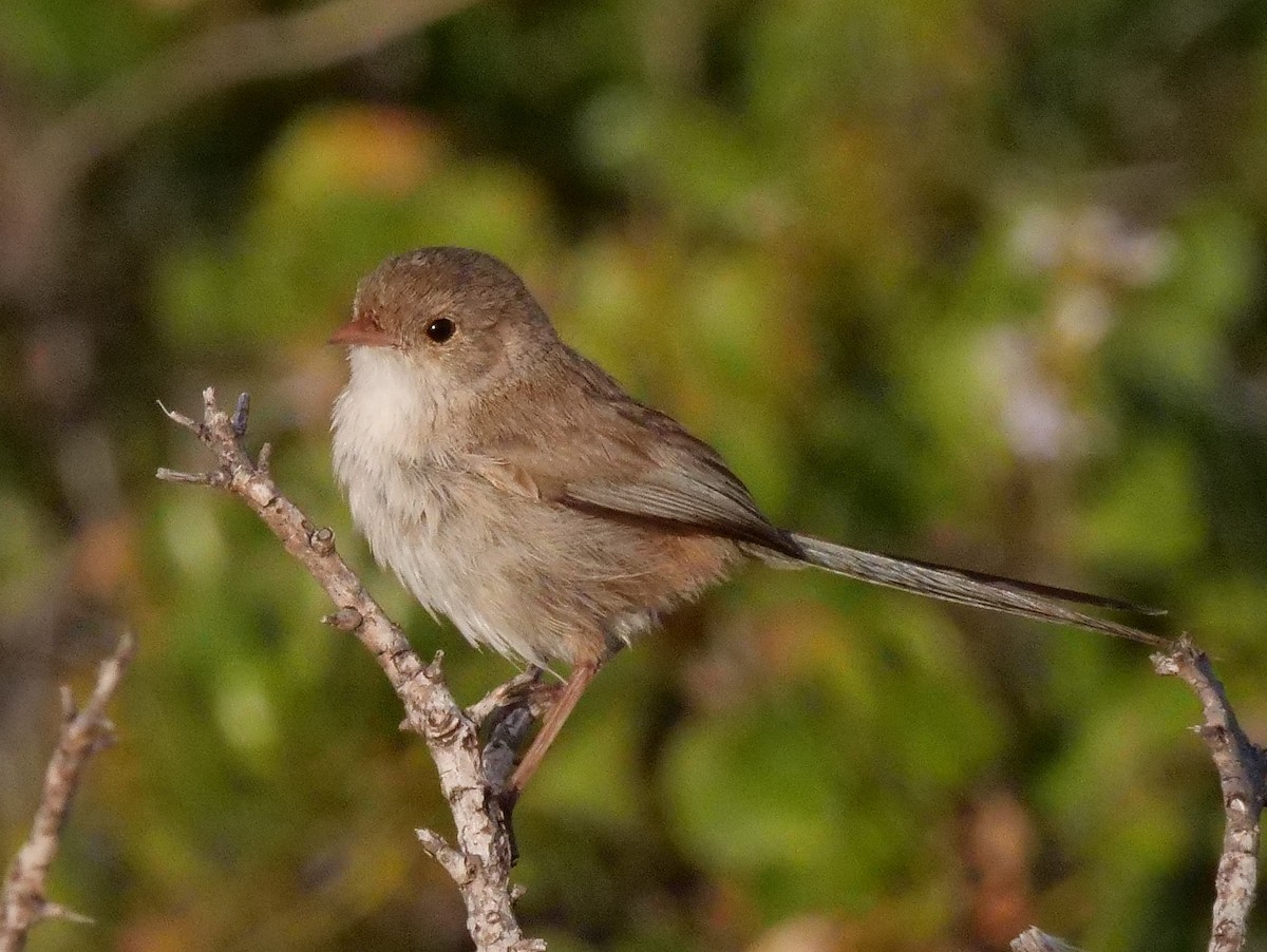 White-winged Fairywren - ML376514781