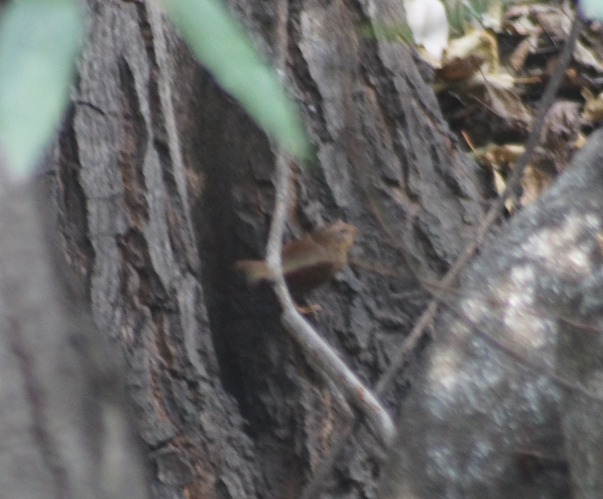 Pacific Wren - ML376515681