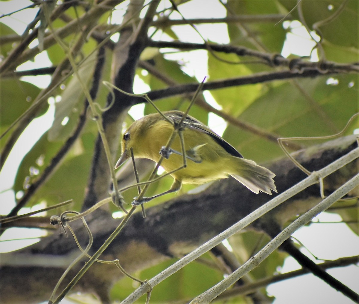 Mangrove Vireo - ML376516611