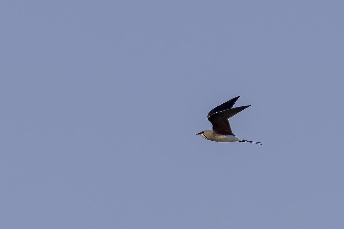 Collared Pratincole - ML376517111