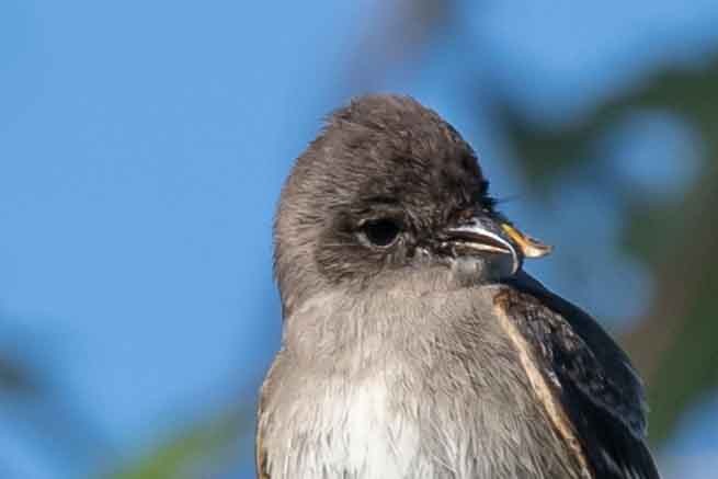 Western Wood-Pewee - ML376517981