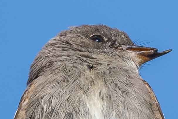 Western Wood-Pewee - ML376517991