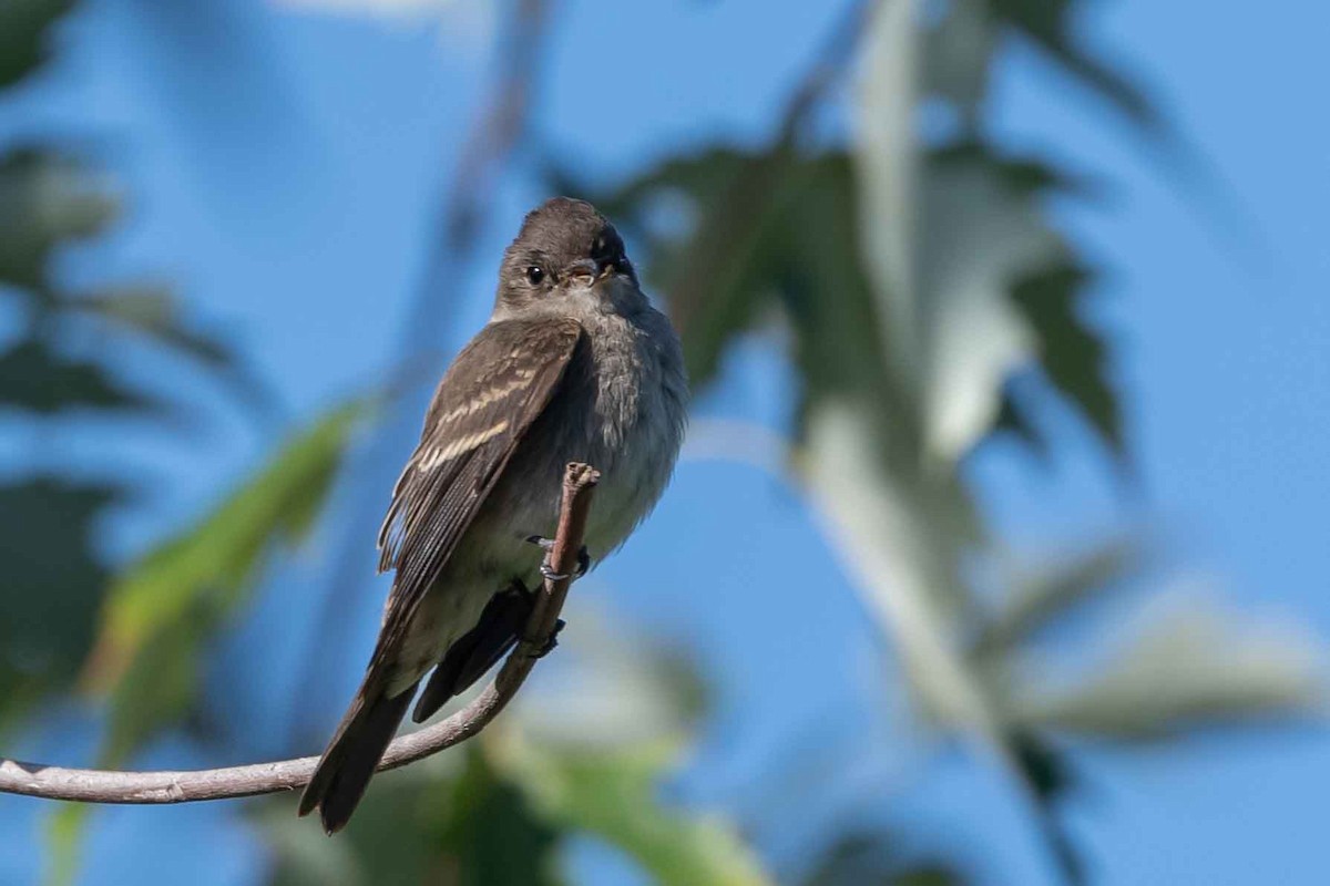 Western Wood-Pewee - ML376518011