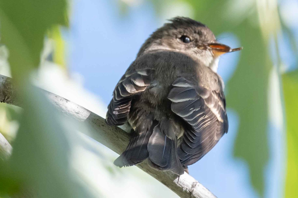 Western Wood-Pewee - ML376518021