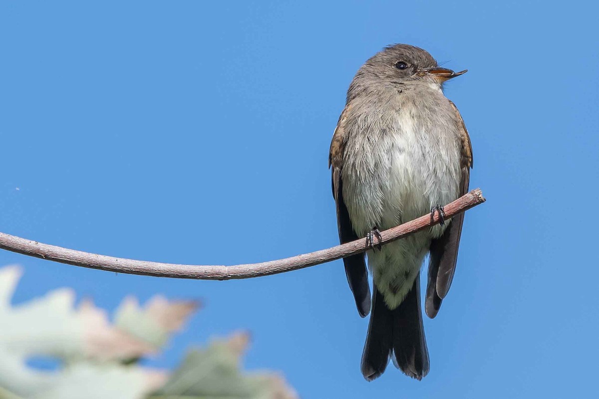 Western Wood-Pewee - ML376518041