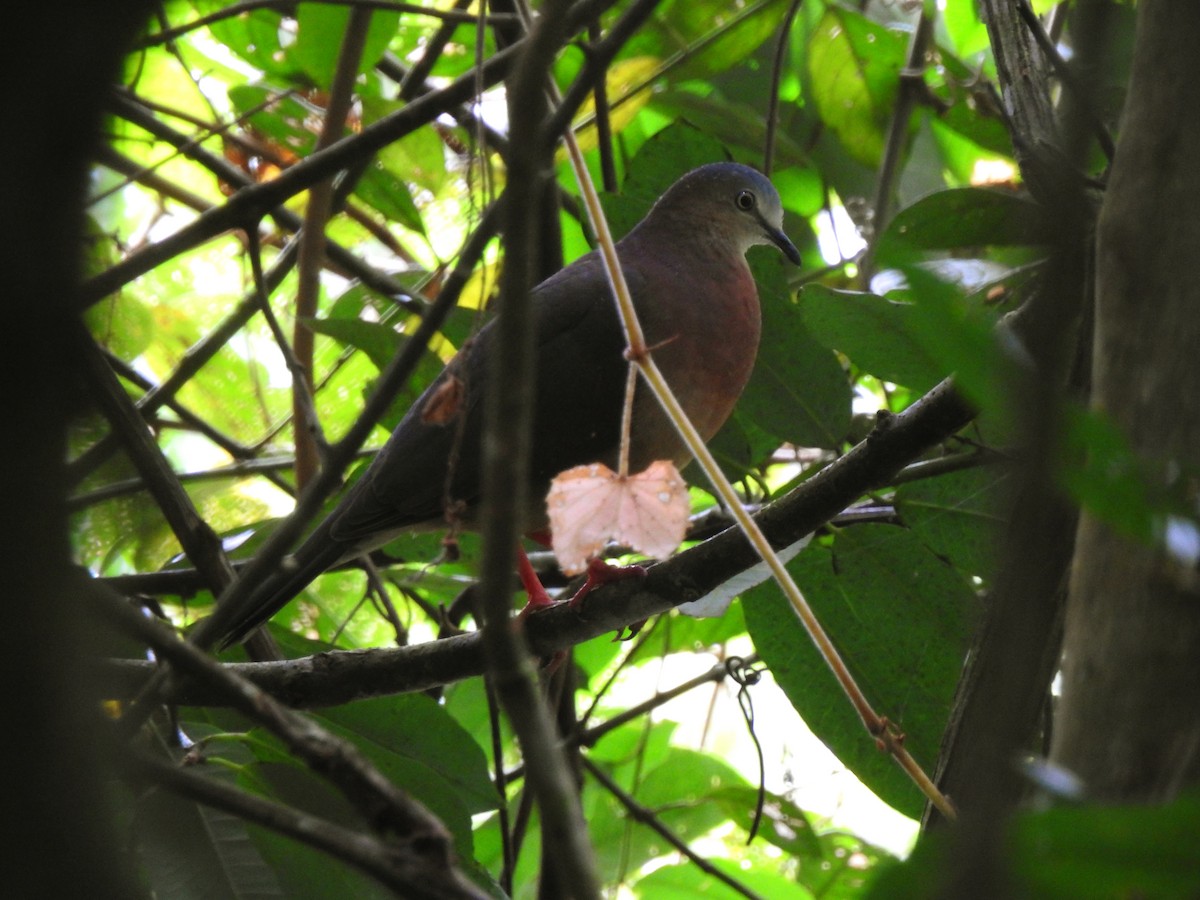 Tolima Dove - ML376519391