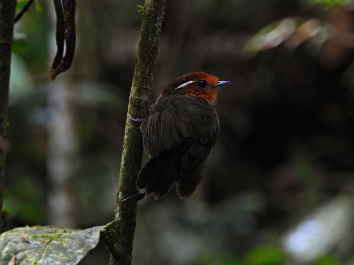 Chestnut-crowned Gnateater - ML376519491