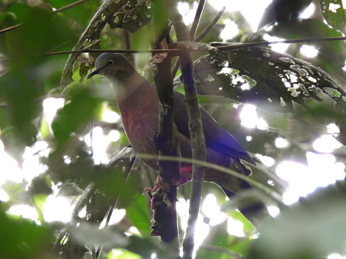 Tolima Dove - ML376519571